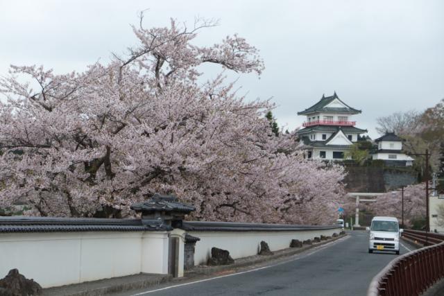 平成30年4月18日の大橋からの桜の開花状況