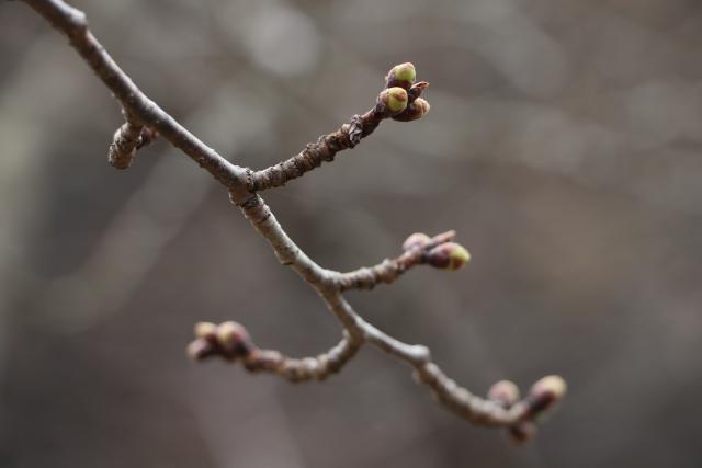 3月21日の城山の開花状況