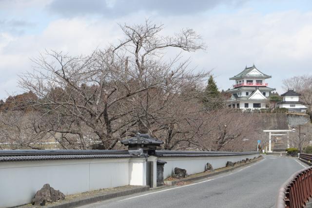 平成31年3月22日の開花状況(回廊)