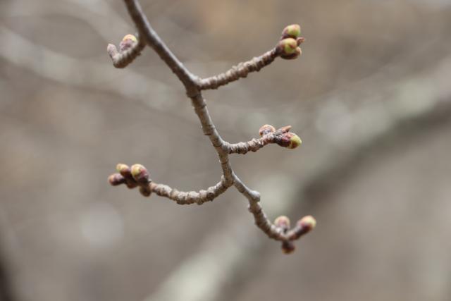 平成31年3月22日の開花状況(城山)