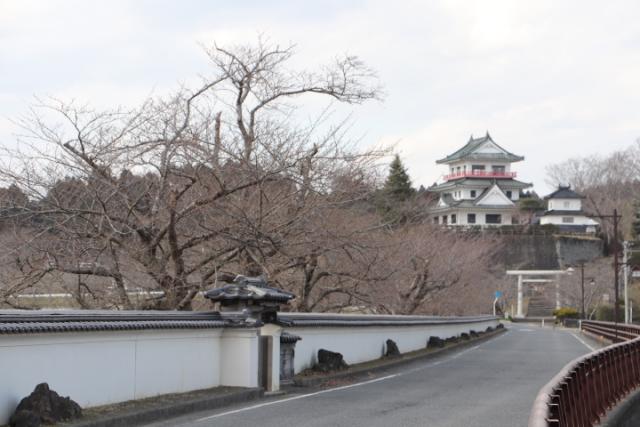 平成31年3月25日の桜の開花状況(回廊)