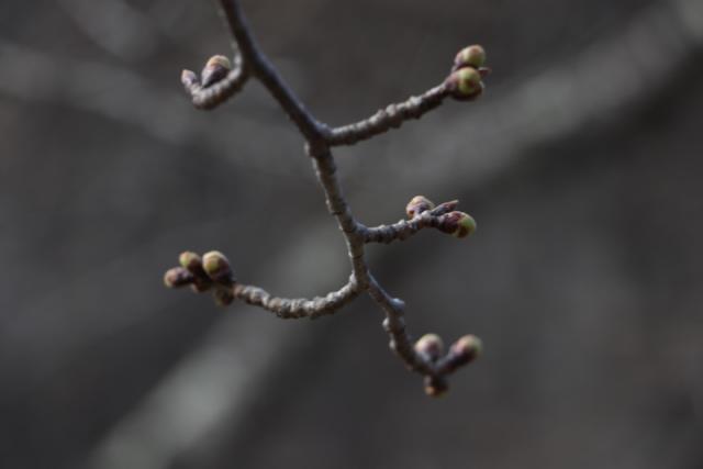 平成31年3月25日の桜の開花状況(城山)