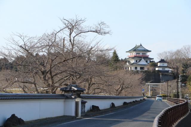 平成31年3月26日の桜の開花状況(桜回廊)