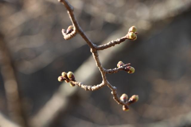 平成31年3月26日の桜の開花状況(城山公園)