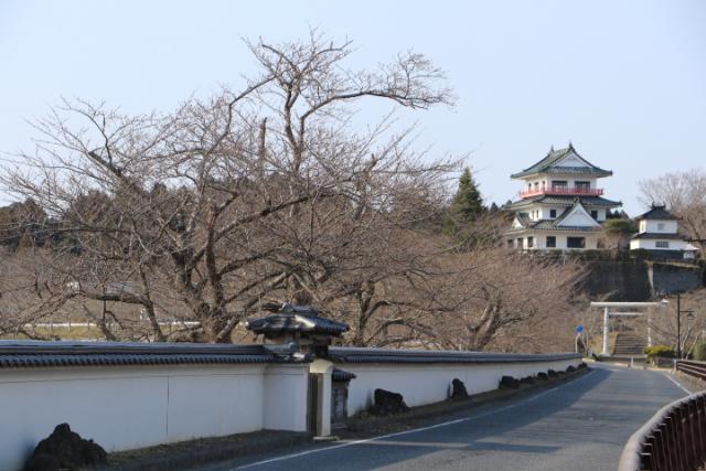 平成31年3月27日の開花状況(回廊)