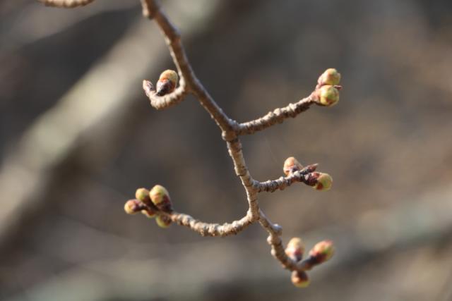 平成31年3月27日の開花状況(城山)