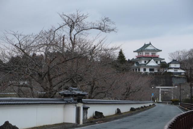 平成31年3月31日桜の開花状況(回廊)