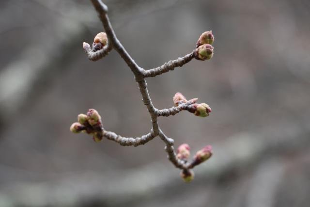 平成31年4月1日(城山)