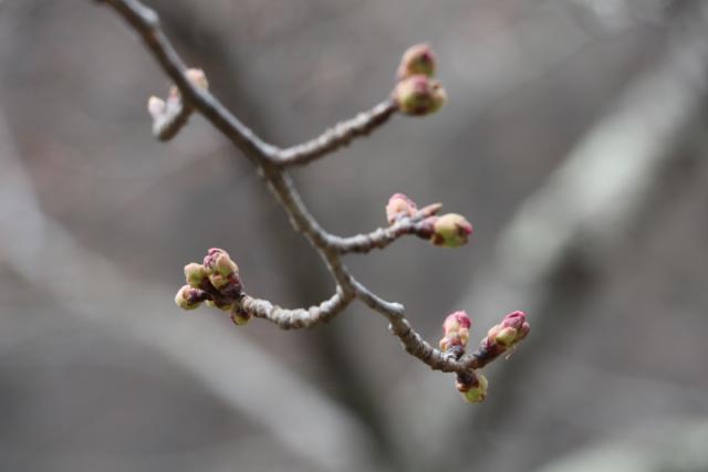 平成31年4月2日(城山)