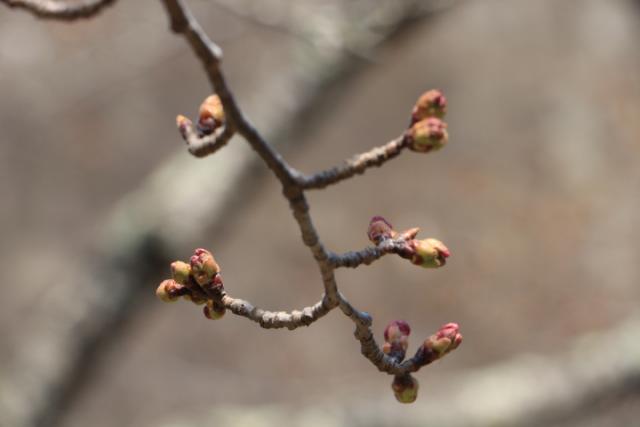 平成31年4月3日(城山)