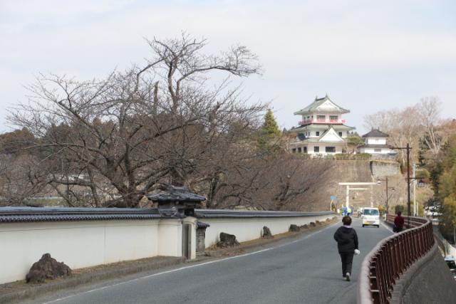 平成31年4月4日の開花状況(回廊)