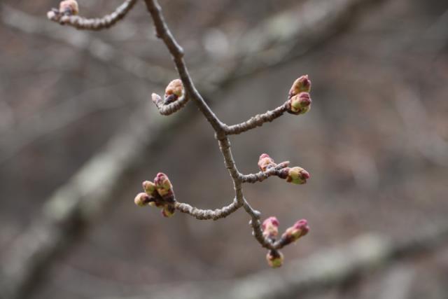 平成31年4月4日の開花状況(城山)