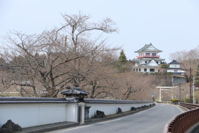 平成31年4月5日の開花状況(回廊)