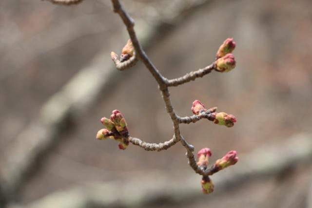 平成31年4月5日の開花状況(城山)