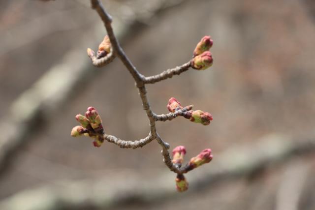 平成31年4月6日の開花状況(城山)