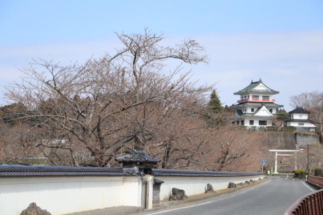 平成31年4月7日の開花状況(回廊)