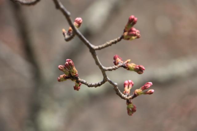 平成31年4月7日の開花状況(城山)