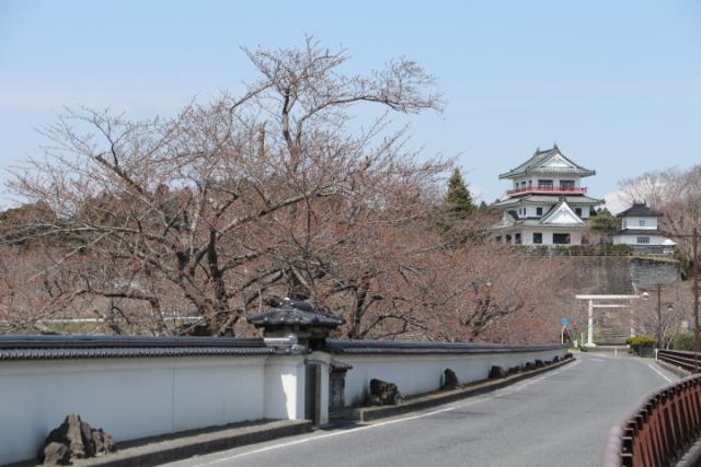 平成31年4月8日の開花状況(回廊)