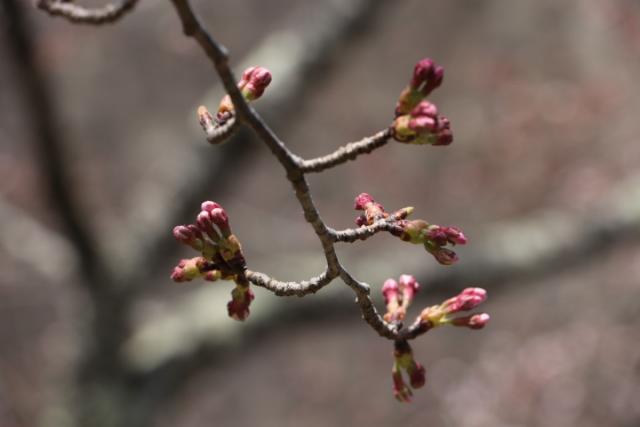 平成31年4月8日の開花状況(城山)