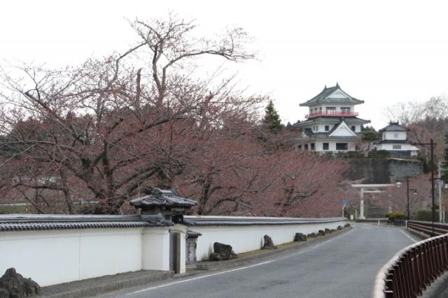 平成31年4月12日の開花状況(回廊)