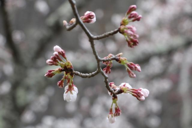 平成31年4月12日の開花状況(城山)