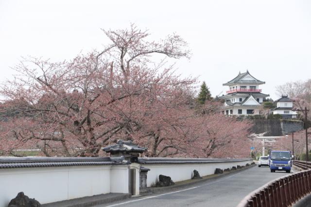 平成31年4月14日の桜の開花状況(回廊)