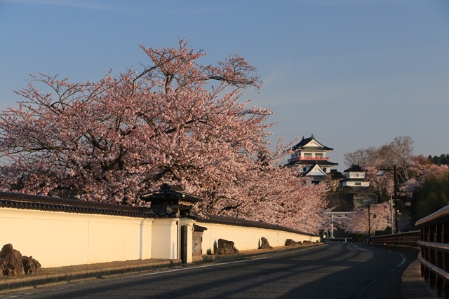 平成31年4月17日の開花状況