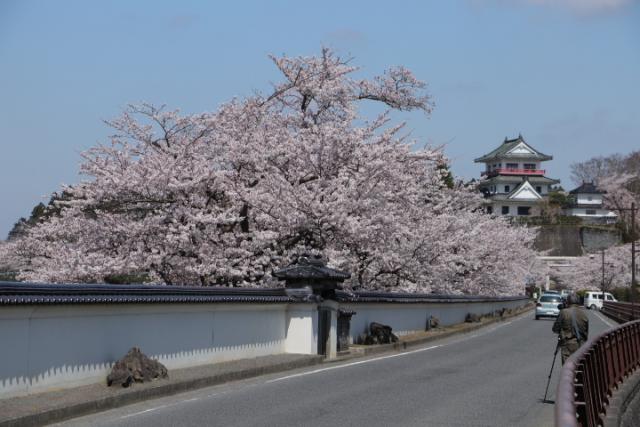 平成31年4月18日の開花状況