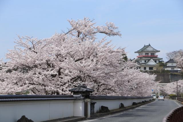 平成31年4月19日の桜の開花状況