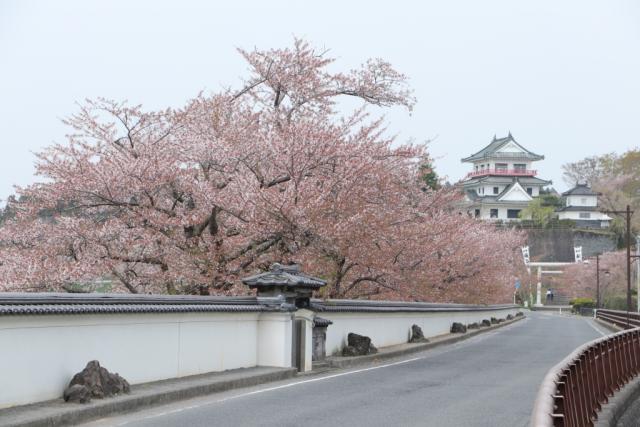 平成31年4月24日の桜の開花状況