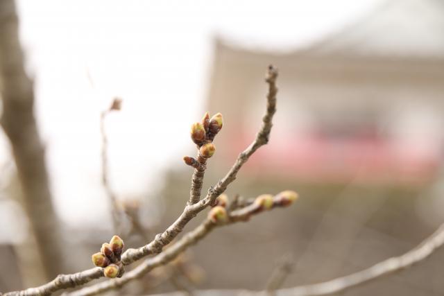 3月20日の開花状況