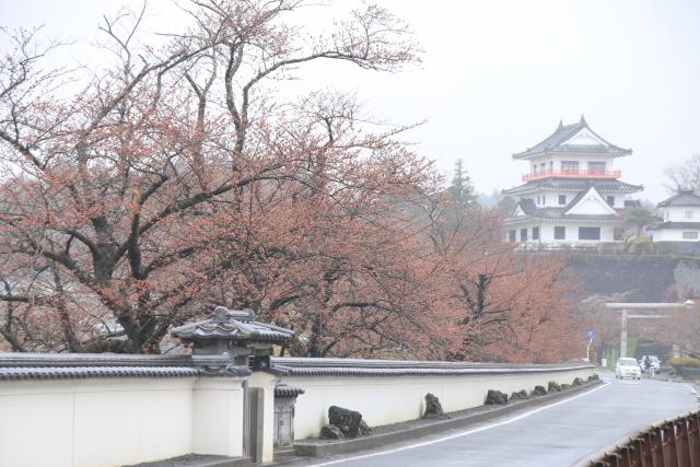 4月5日の桜並木の開花状況