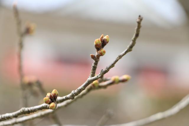 3月21日の桜