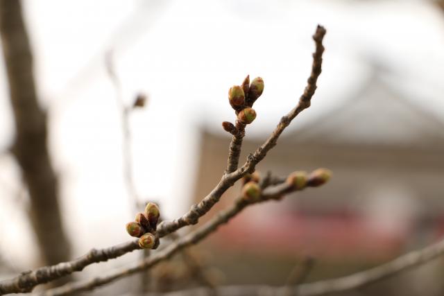 3月22日の桜