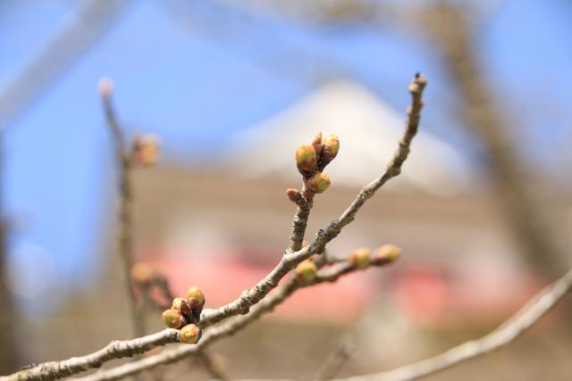 桜の開花状況3月23日