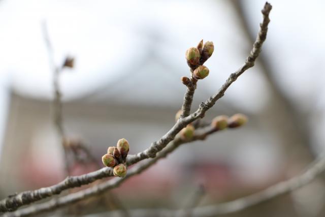 3月25日の開花状況