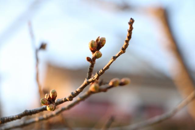 3月27日の桜の開花状況