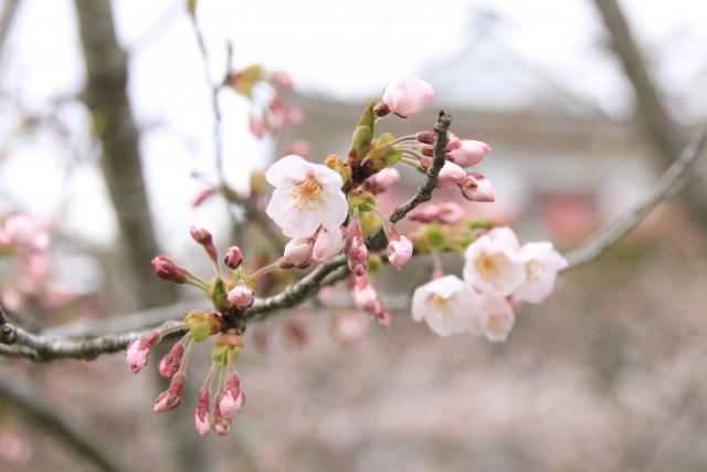 4月6日の桜の開花状況
