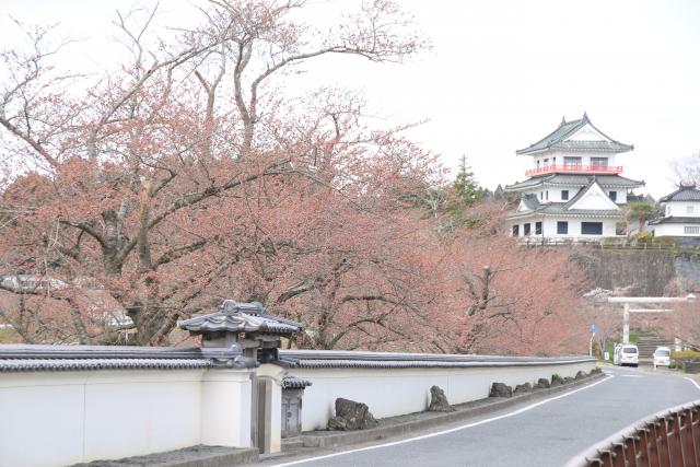 4月6日の桜並木の開花状況