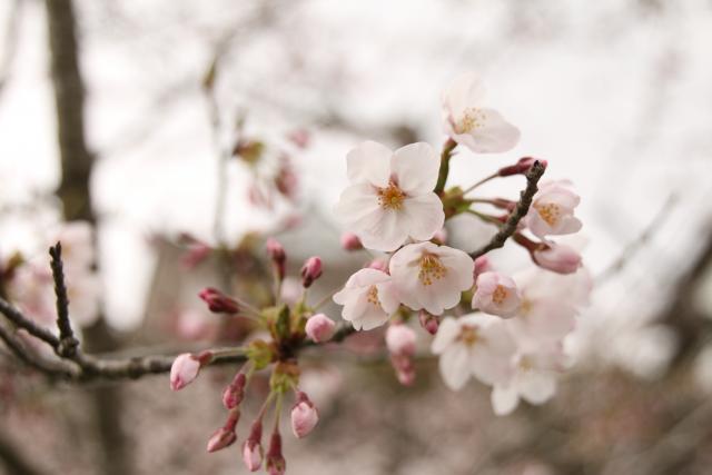 4月7日の桜の開花状況