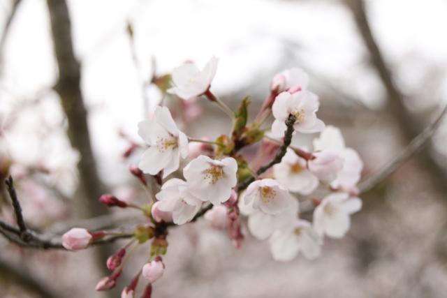 4月8日の桜の開花状況