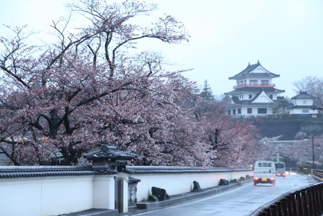 4月11日の桜並木の開花状況