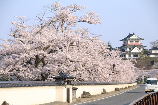 4月17日の桜並木の開花状況