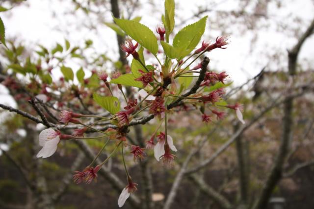 4月20日の桜の開花状況