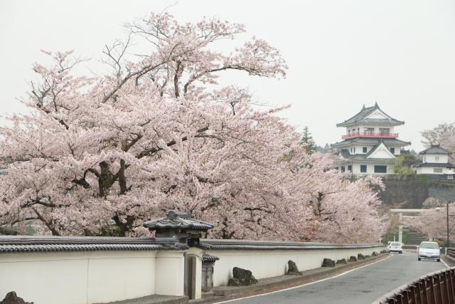 4月20日の桜並木の開花状況
