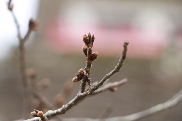 3月16日鳥居脇