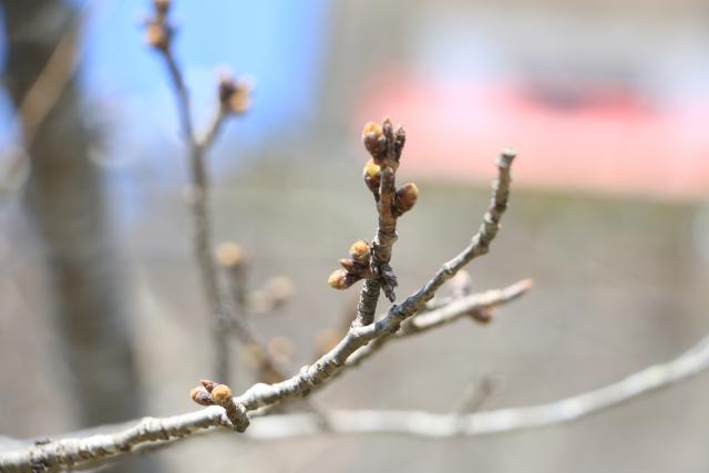 平成28年大鳥居付近の桜