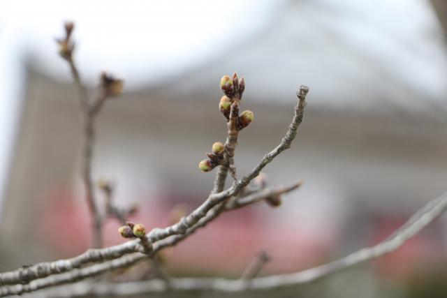 3月19日の桜の開花状況(城山)