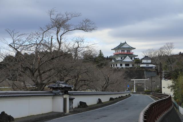 3月19日の桜の開花状況(大橋)