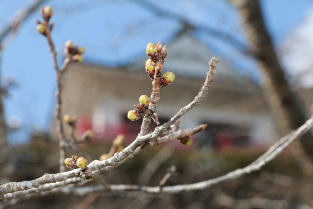 平成28年桜の開花状況(3月23日城山)